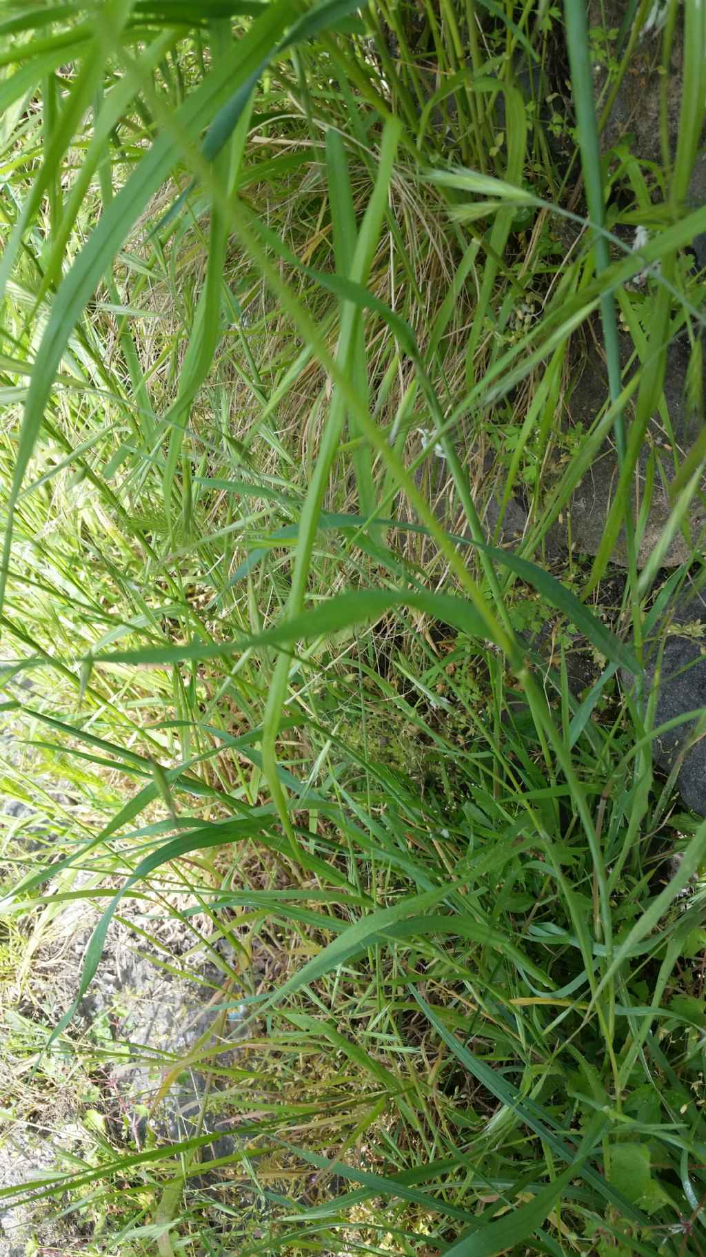 Avena barbata Pott. ex Link (Poaceae)